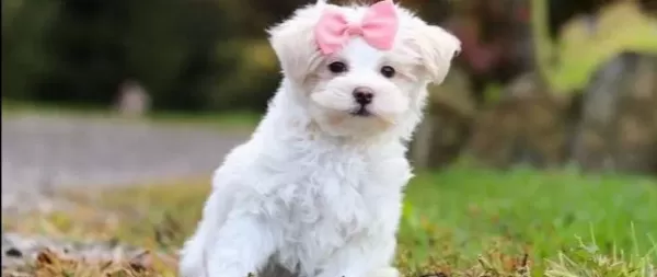 Maltese Terrier Cinsi Yavrular