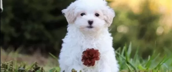 Maltese Terrier Cinsi Yavrular