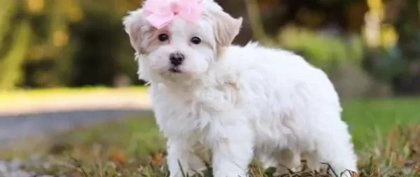 Maltese Terrier Cinsi Yavrular
