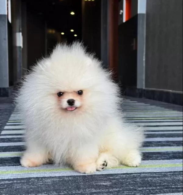Ayı Suratlı Pomerrian Boo Yavrular