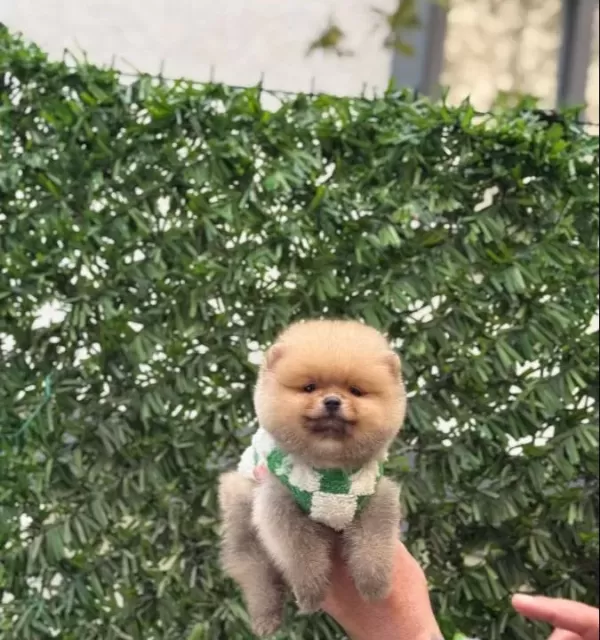 Ayı Suratlı Pomerrian Boo Yavrular