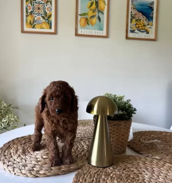 Ev Dogumu Poodle Yavrular