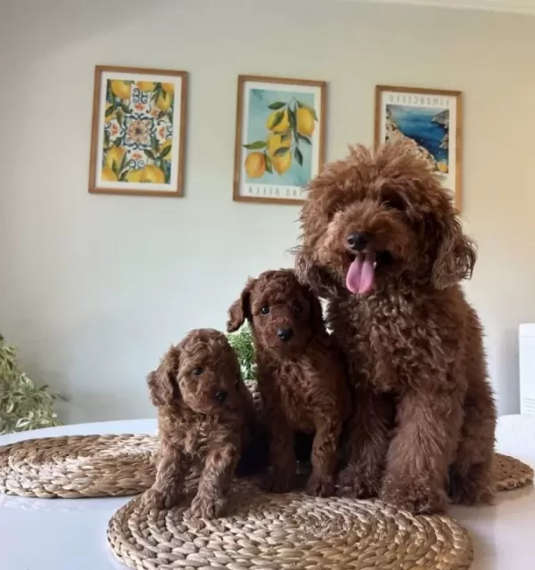 Ev Dogumu Poodle Yavrular