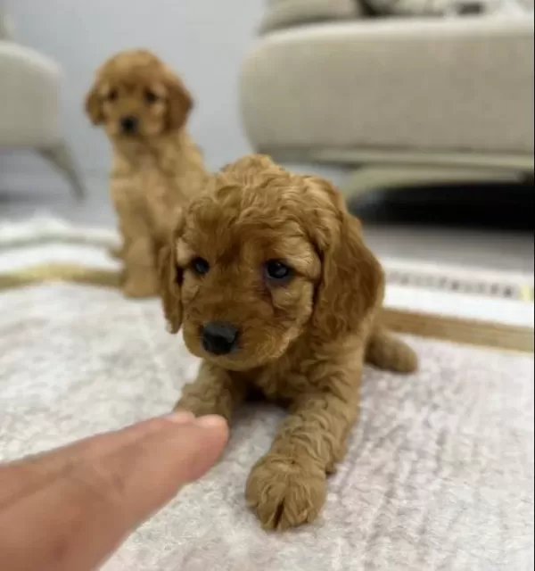 Muhteşem Sevimli Toy Poodle