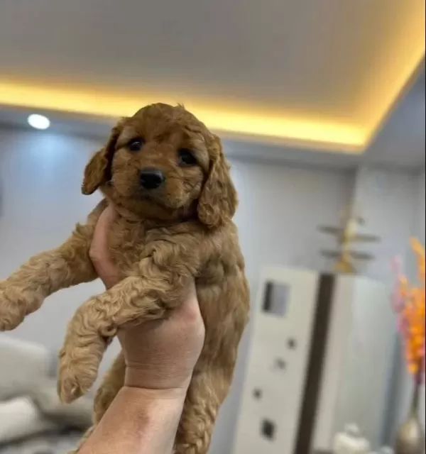 Muhteşem Sevimli Toy Poodle