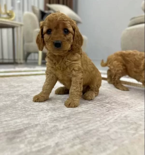 Muhteşem Sevimli Toy Poodle