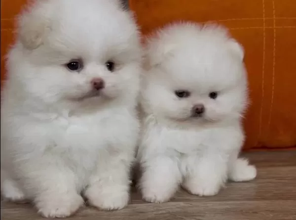 Orjinal Boo Tedy Bear