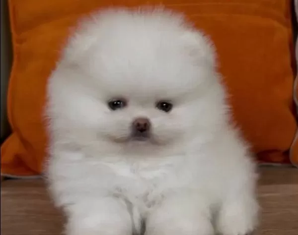 Orjinal Boo Tedy Bear