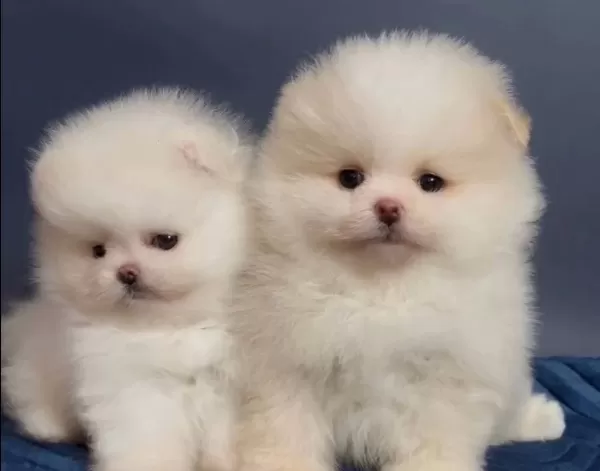 Orjinal Boo Tedy Bear