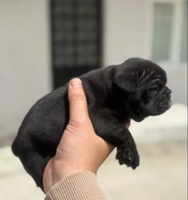 2 Tane French Bulldog Disi Yavru