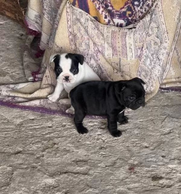 2 Tane French Bulldog Disi Yavru