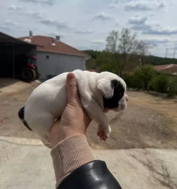 2 Tane French Bulldog Disi Yavru