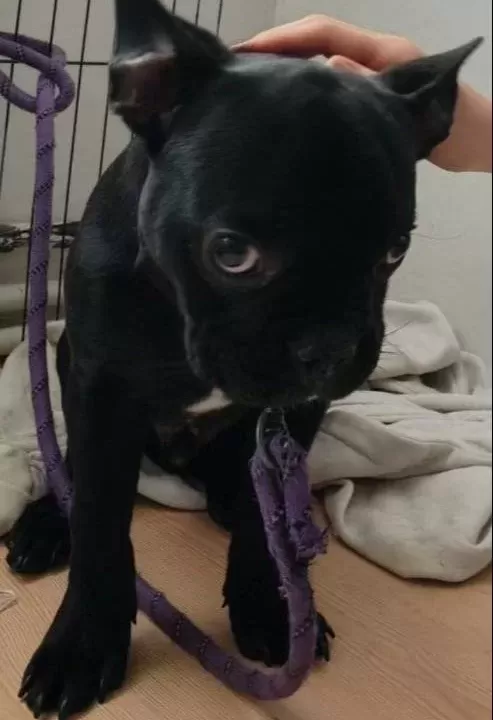 Yavru French Bulldog