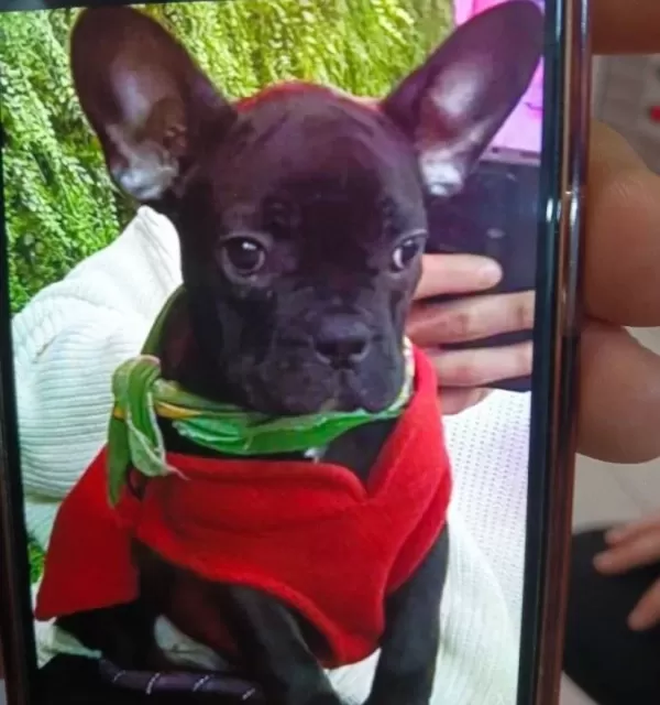Yavru French Bulldog