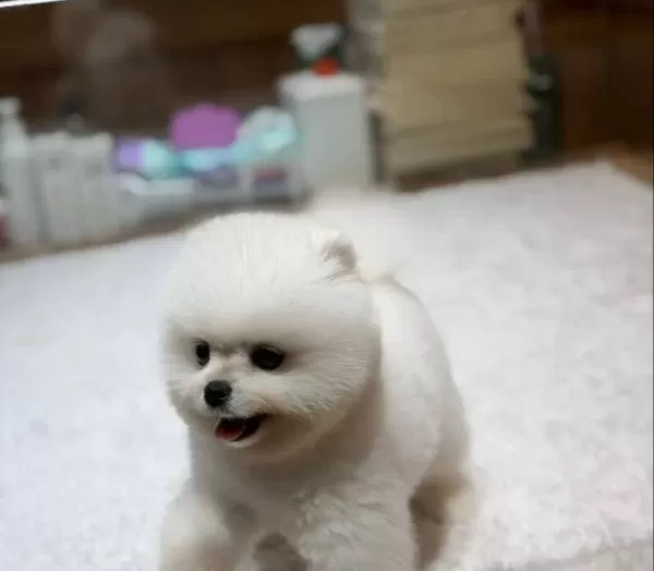 Teddybear Pomeranian Yavrularımızzzz