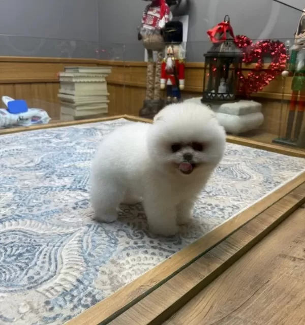 Teddybear Pomeranian Yavrularımızzzz