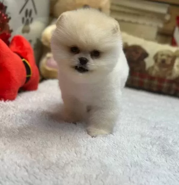 Teddybear Pomeranian Yavrularımızzzz