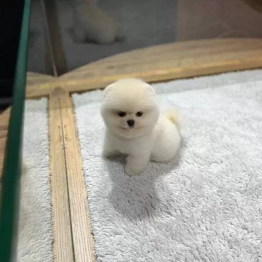 Teddybear Pomeranian Yavrularımızzzz