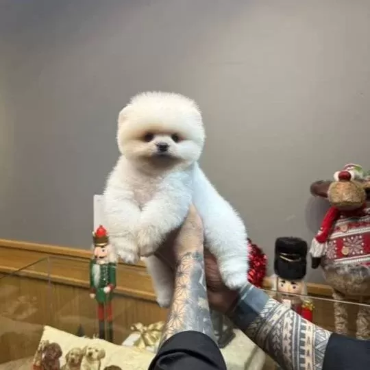 Teddybear Pomeranian Yavrularımızzzz