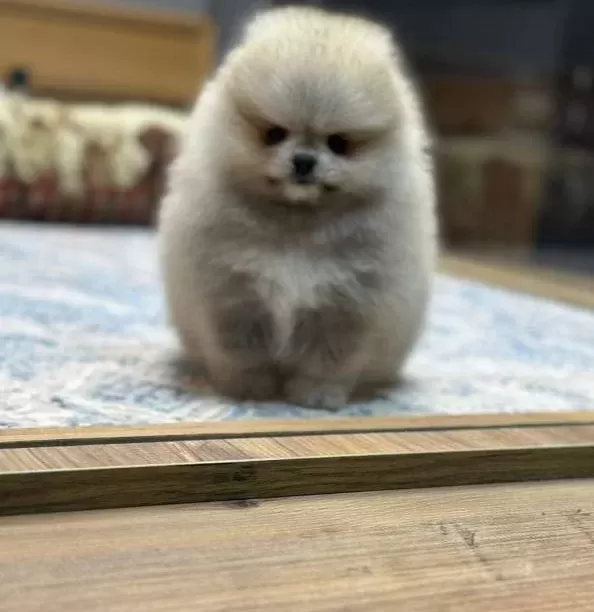 Mini Minnacık Pomeranian Yavrularımıızz