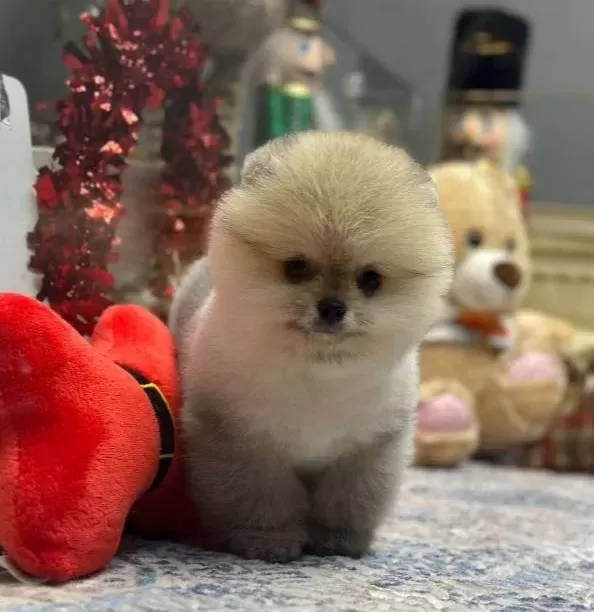 Mini Minnacık Pomeranian Yavrularımıızz