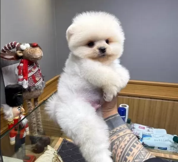 Mini Minnacık Pomeranian Yavrularımıızz