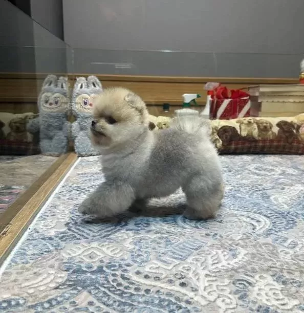 Mini Minnacık Pomeranian Yavrularımıızz