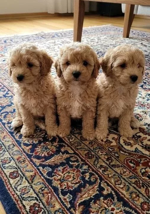 A Kalite Maltipoo Bebekler