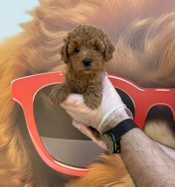 Gerçek Kore Toy Poodle Yavrularımız