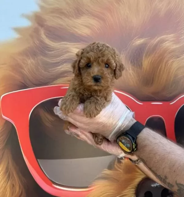 Gerçek Kore Toy Poodle Yavrularımız
