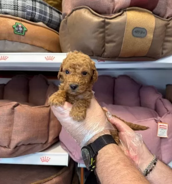 Tea Cup Kore Toy Poodle Bebeklerimiz
