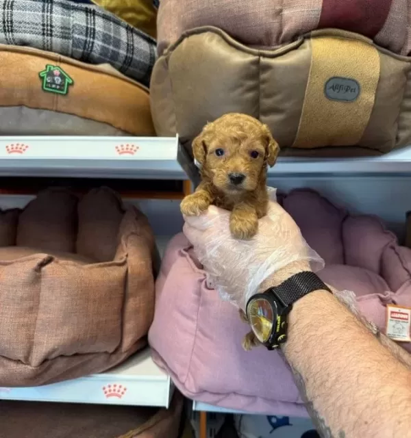 Tea Cup Kore Toy Poodle Bebeklerimiz