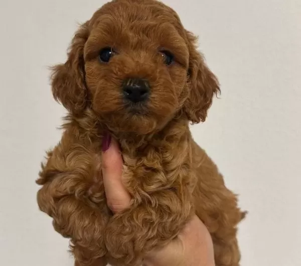 Toy Poodle Sevimli Yavrular