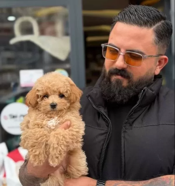 Tatlı Maltipoo Ankara