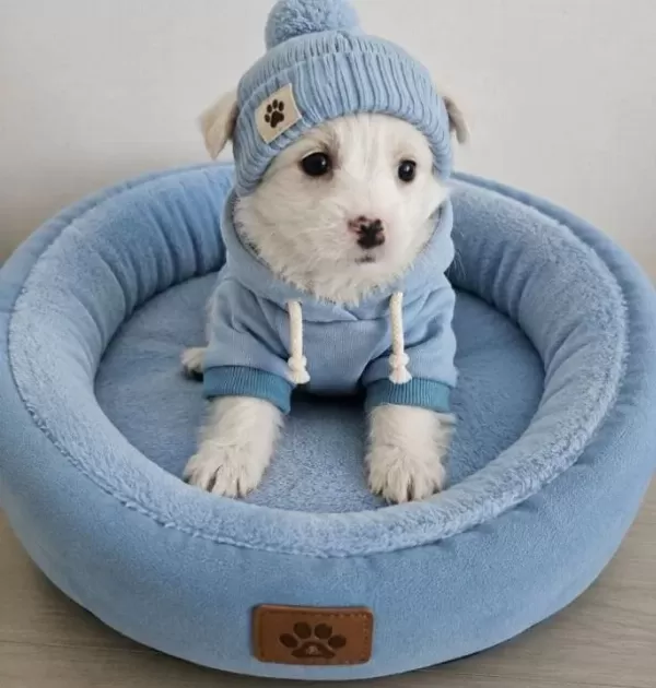 Minicik Malteseler
