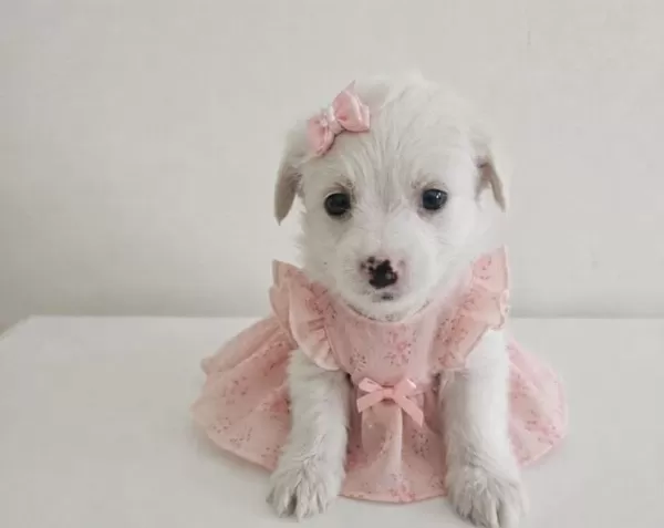 Minicik Malteseler