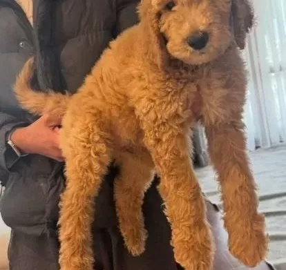Standart Boy Toy Poodle