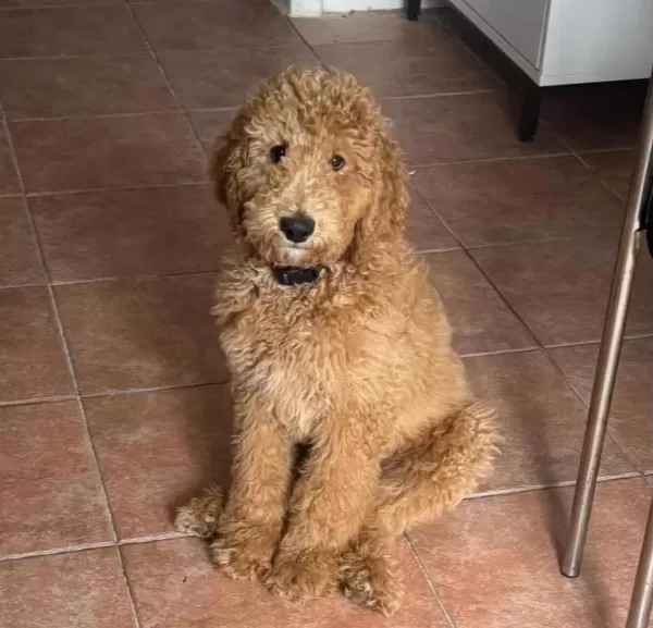 Standart Boy Toy Poodle