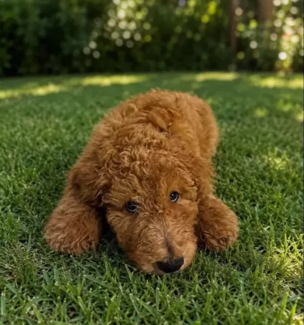 Standart Boy Toy Poodle