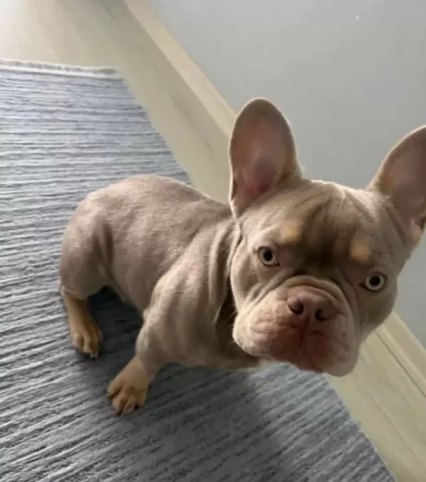 Sosyal Karakterli Fransız Bulldog