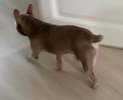 Sosyal Karakterli Fransız Bulldog