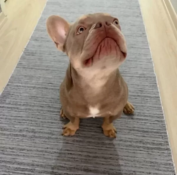 Sosyal Karakterli Fransız Bulldog