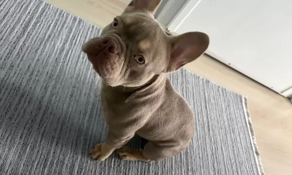 Sosyal Karakterli Fransız Bulldog