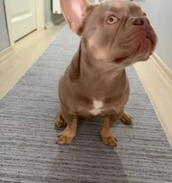 Sosyal Karakterli Fransız Bulldog