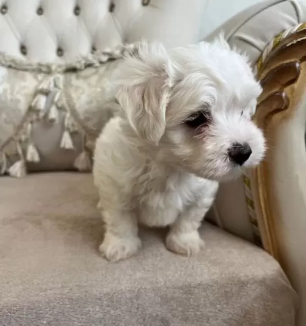 Kilo Garantili Kore Kan Maltese Terrier Bebekler