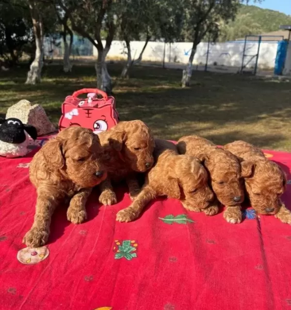 Harika Minyatür Yavrularımız