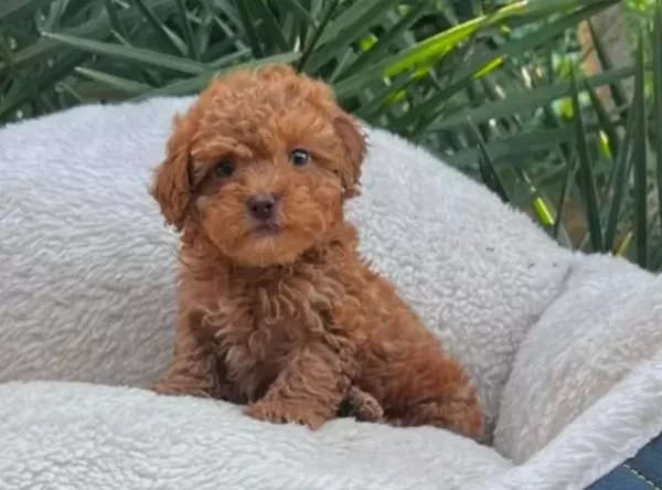 Toy Poodle Sevimli Yavrular