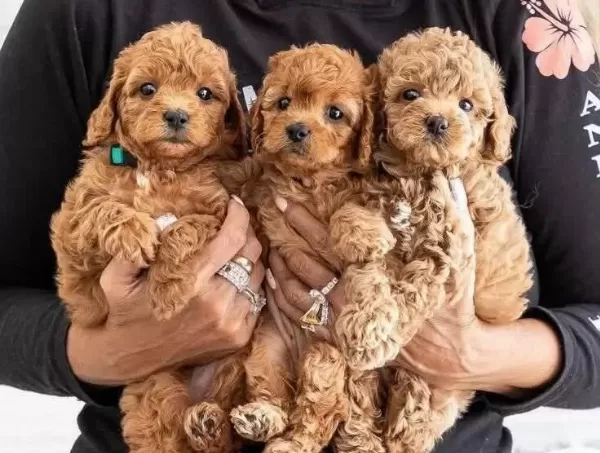 Toy Poodle Sevimli Yavrular