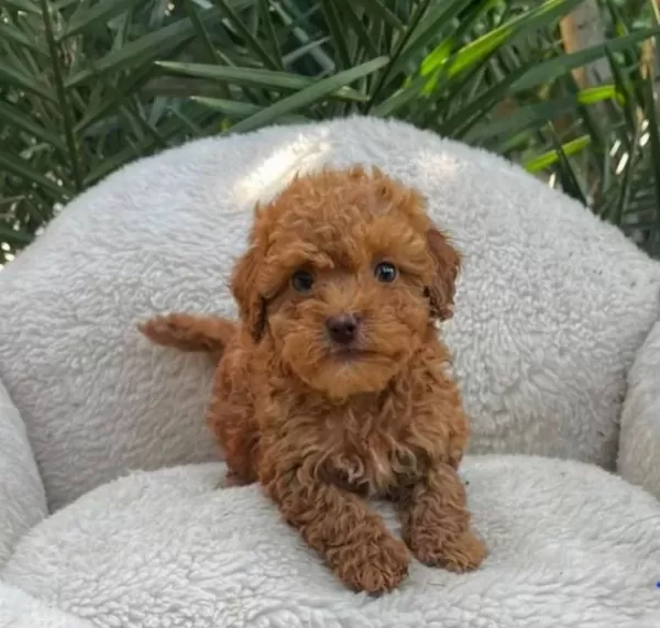 Toy Poodle Sevimli Yavrular