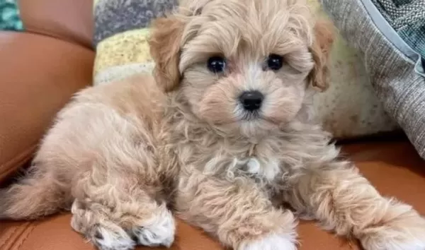 Maltipoo Cinsi Yavrular Ev Uretimi
